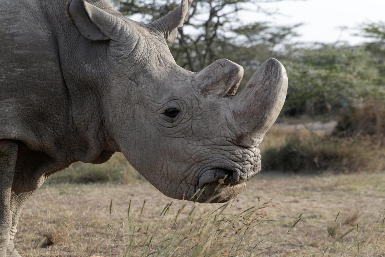 "Sudan" im Ol-Pejeta-Reservat in Kenia: Das Nördliche Breitmaulnashorn (auch als "Weißes Nashorn" bekannt) war das letzte männliche Exemplar seiner Art.