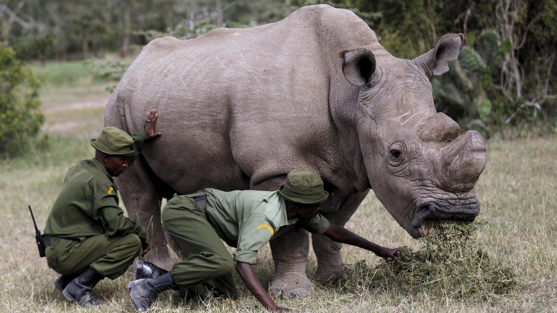 Tierpfleger kümmern sich um den todkranken "Sudan": Der verstorbene Nashornbulle konnte zuletzt nicht mehr stehen.