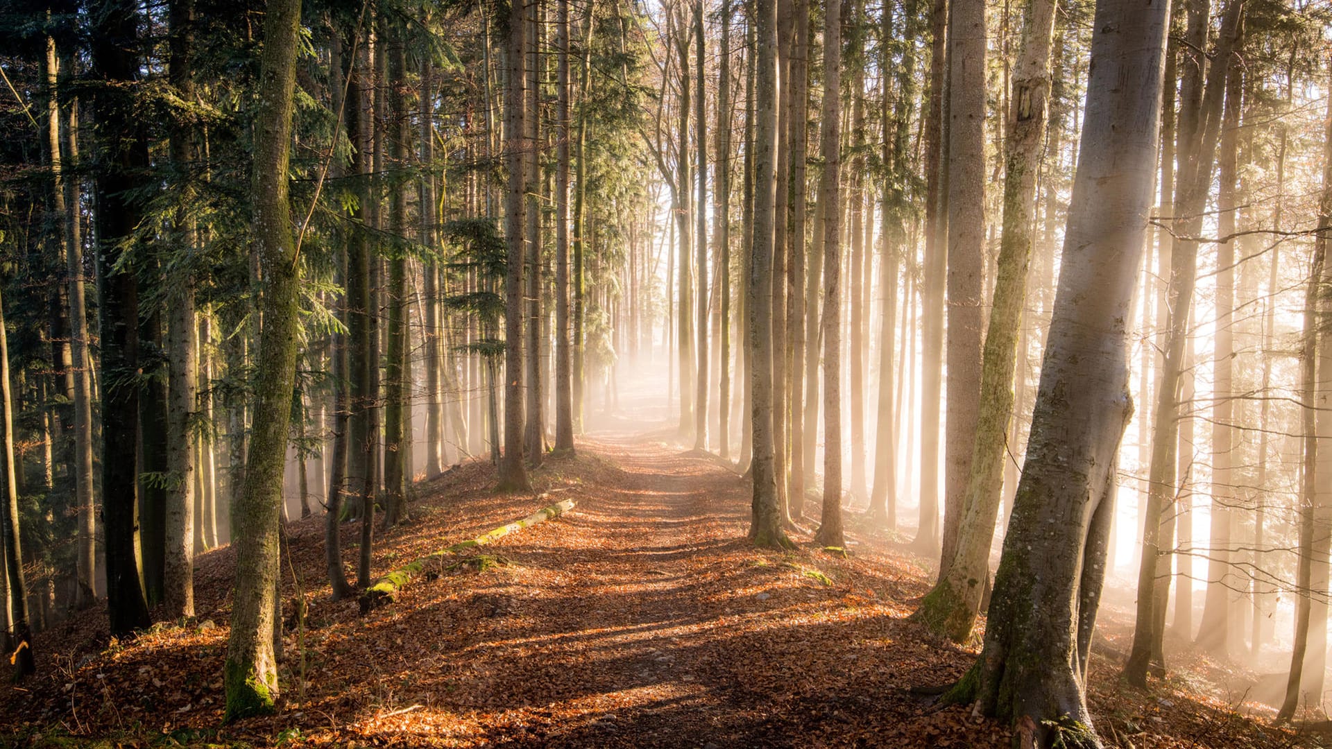 Wald im Herbst