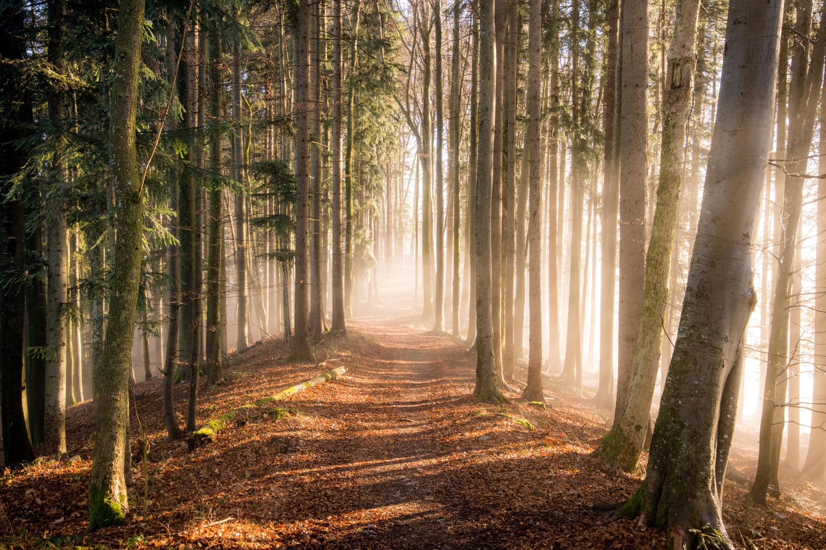 Wald im Herbst