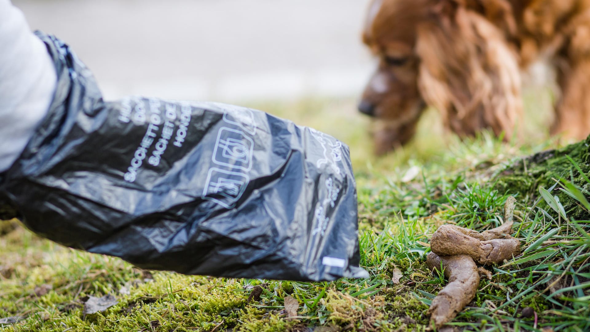 Hundekot wird aufgesammelt (Symbolbild): Von nun an gilt eine Kotbeutel-Pflicht in Wuppertal.