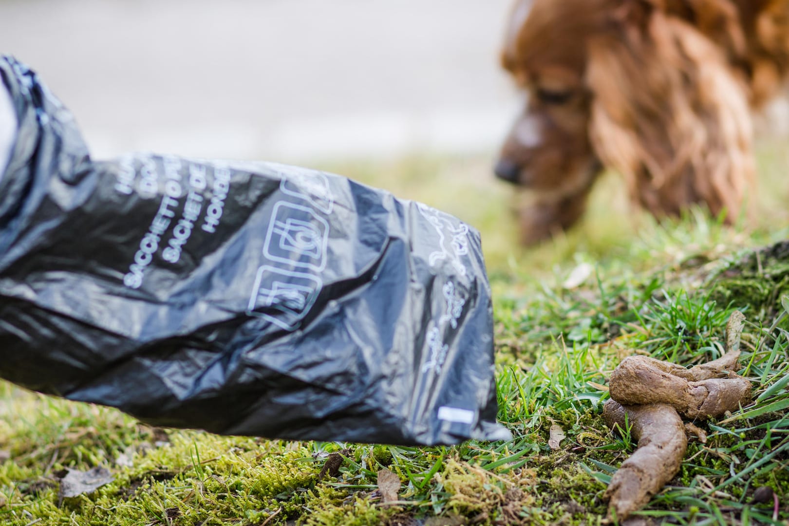 Hundekot wird aufgesammelt (Symbolbild): Von nun an gilt eine Kotbeutel-Pflicht in Wuppertal.