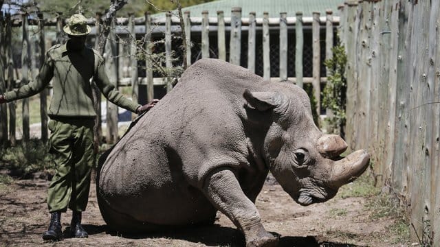 Ein Parkwächter neben "Sudan" im Wildtierreservat Ol Pejeta. Ein Parkwächter neben "Sudan" im Wildtierreservat Ol Pejeta.