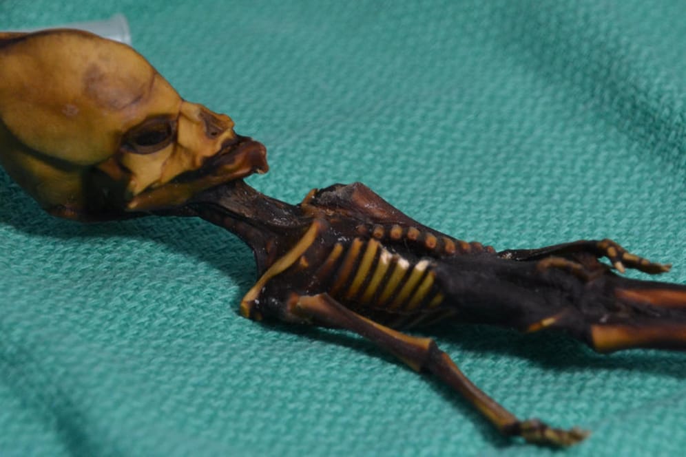 Ata Mumie: Das winzige, nur 15 Zentimeter lange mumifizierte Skelett mit dem bizarr langgezogenen Schädel und den übergroßen Augenhöhlen ist eindeutig das eines weiblichen Menschen.