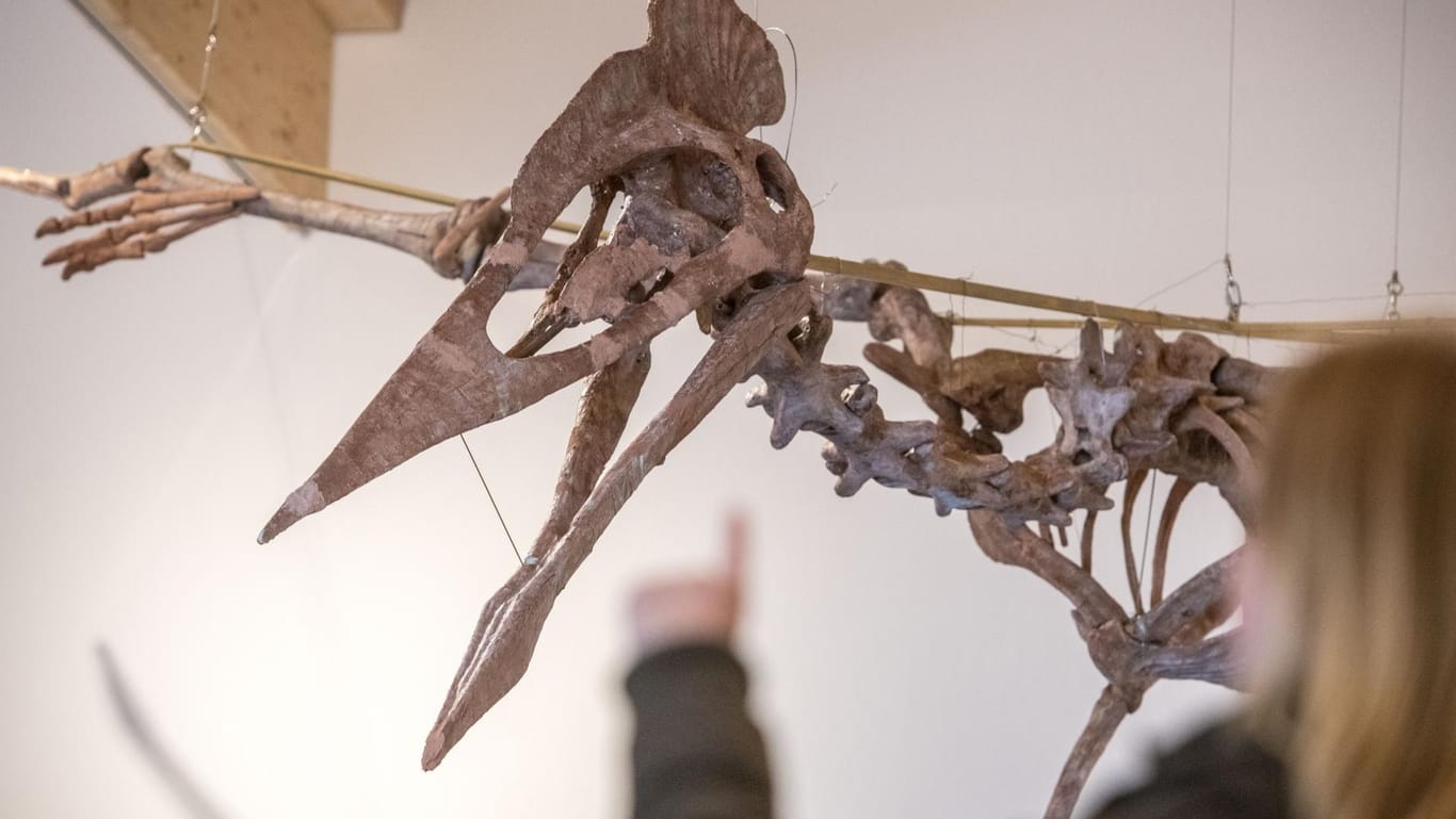 Das Modell eines Riesenflugsauriers hängt im Dinosaurier Museum Altmühltal: Riesenflugsaurier mit zwölf Metern Spannweite entdeckt.