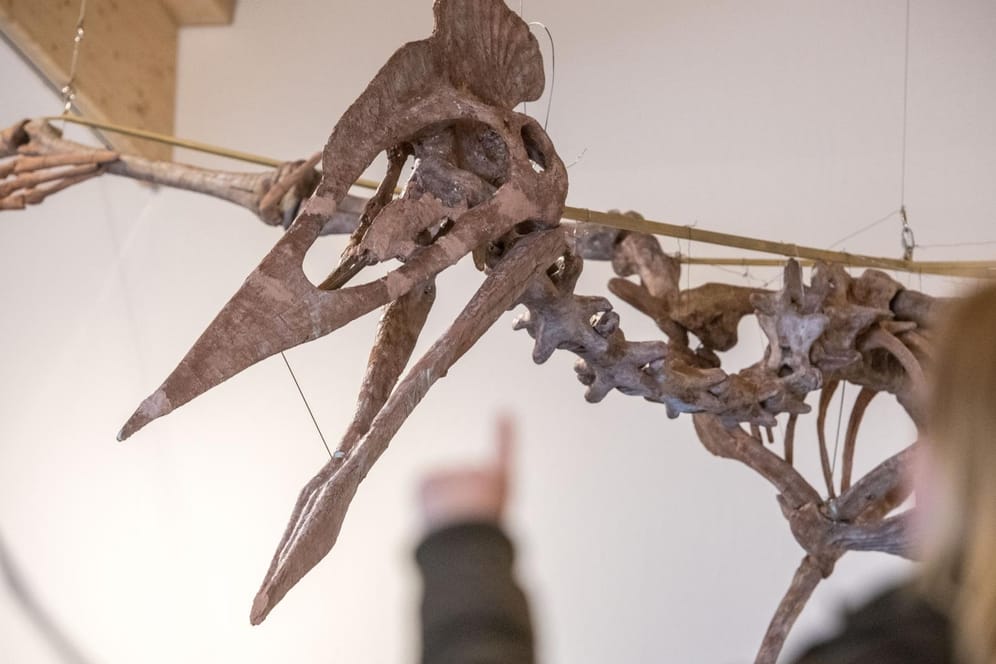 Das Modell eines Riesenflugsauriers hängt im Dinosaurier Museum Altmühltal: Riesenflugsaurier mit zwölf Metern Spannweite entdeckt.
