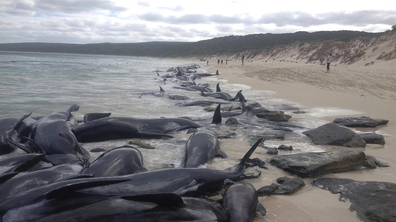 Australiens Westküste: Mehr als 150 Wale verendet sind. Die Gründe sind unbekannt.