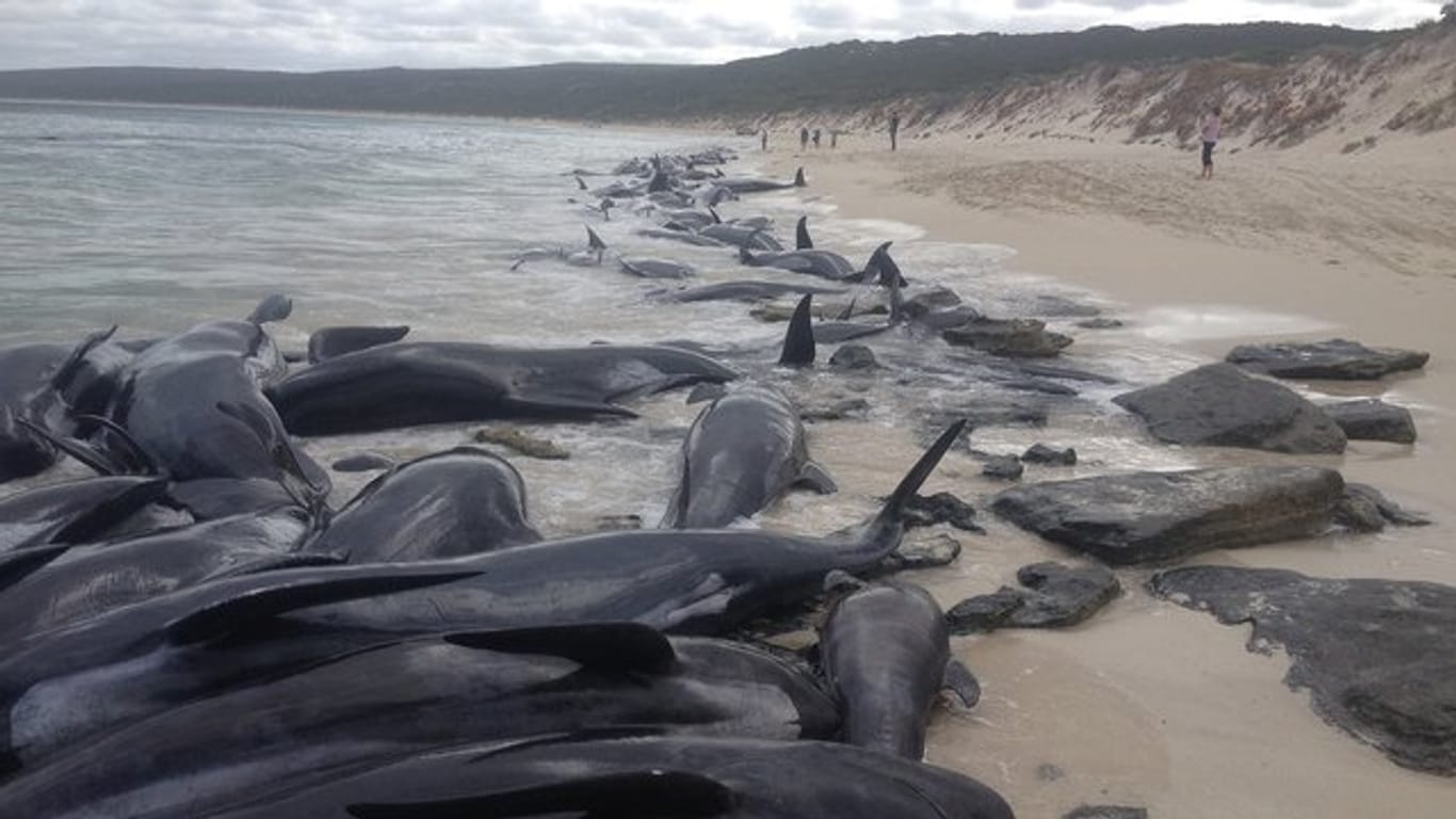 Mehr als 150 Kurzflossen-Grindwale strandeten am Strand von Hamelin Bay.