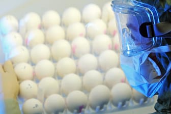 Hühnereier im Labor: Wegen der enormen Zahl der nötigen Eier für die Produktion eines Impfstoffes werde seit langem an Alternativen geforscht.
