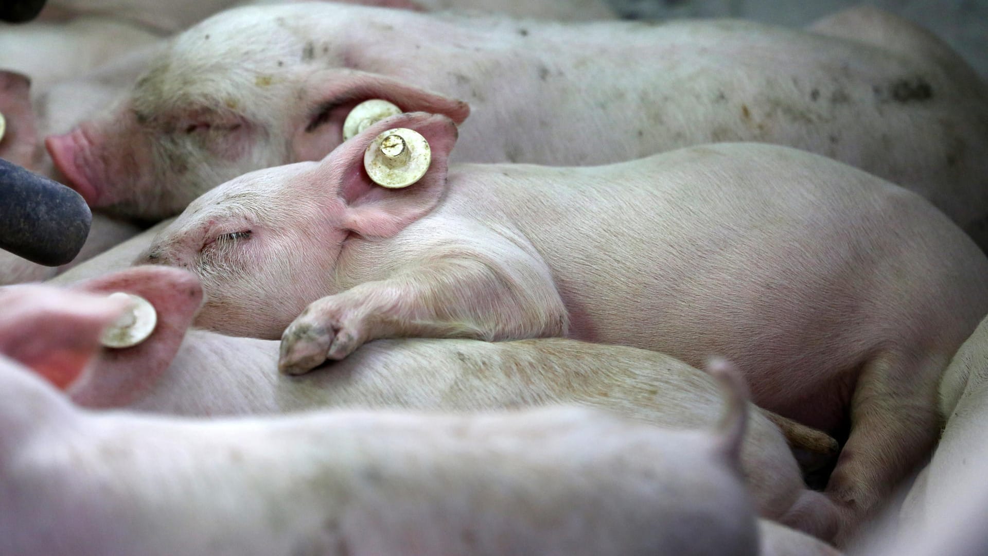 Ferkel: Das staatliche Tierwohl-Label solle eine "wirkliche Hilfe bei der Kaufentscheidung" geben, so Klöckner.