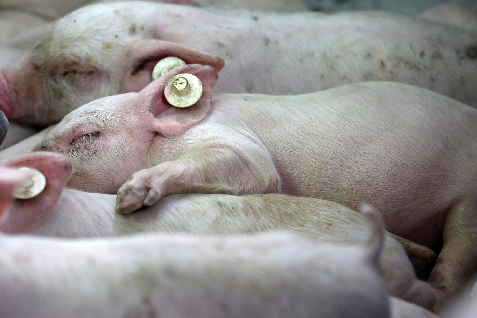 Ferkel: Das staatliche Tierwohl-Label solle eine "wirkliche Hilfe bei der Kaufentscheidung" geben, so Klöckner.