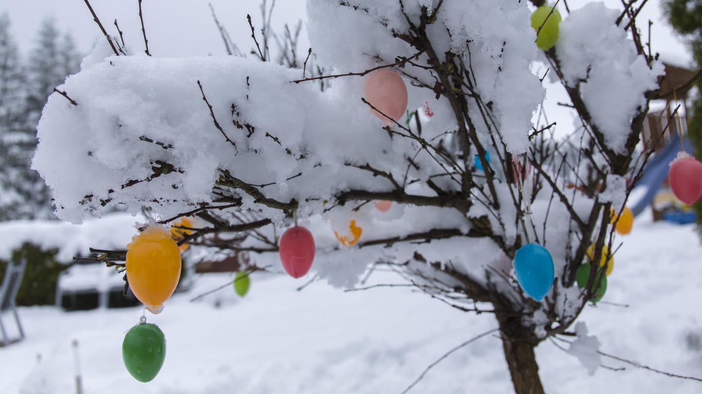 Mehrere Zentimeter Schnee liegen in Reitzenhain im Erzgebirge (Sachsen) auf einem mit Ostereiern geschmückten Baum: Am Ostersonntag kann es besonders im Osten zu Schneefall kommen.
