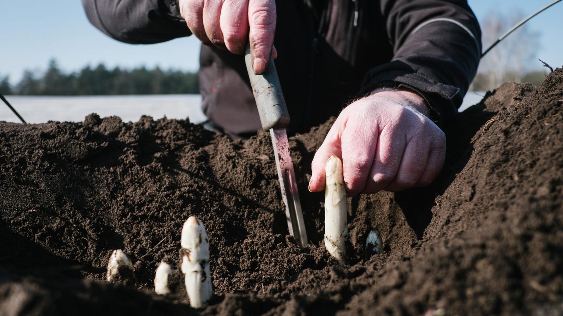 Mann beim Spargelstechen: Wegen des zuletzt kühlen Wetters beginnt die Spargelsaison in diesem Jahr später.