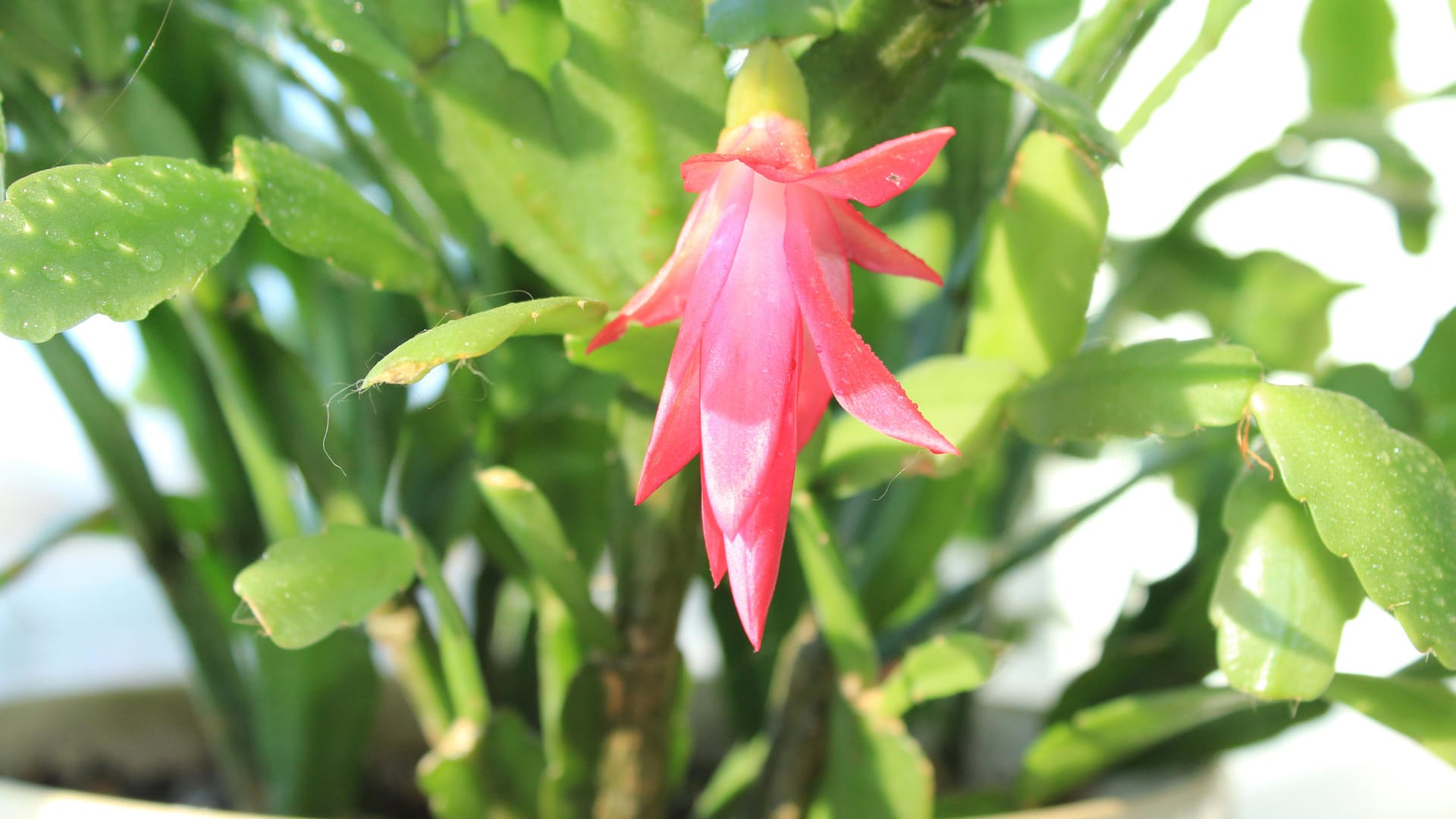 Weihnachtskaktus mit Blüte