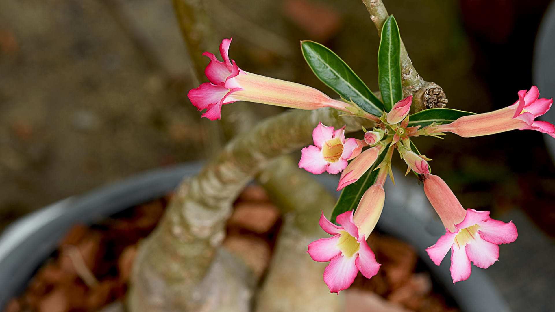 Wüstenrose mit Blüten