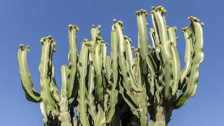 Busch eines Pachycereus Kaktus auf Fuerteventura