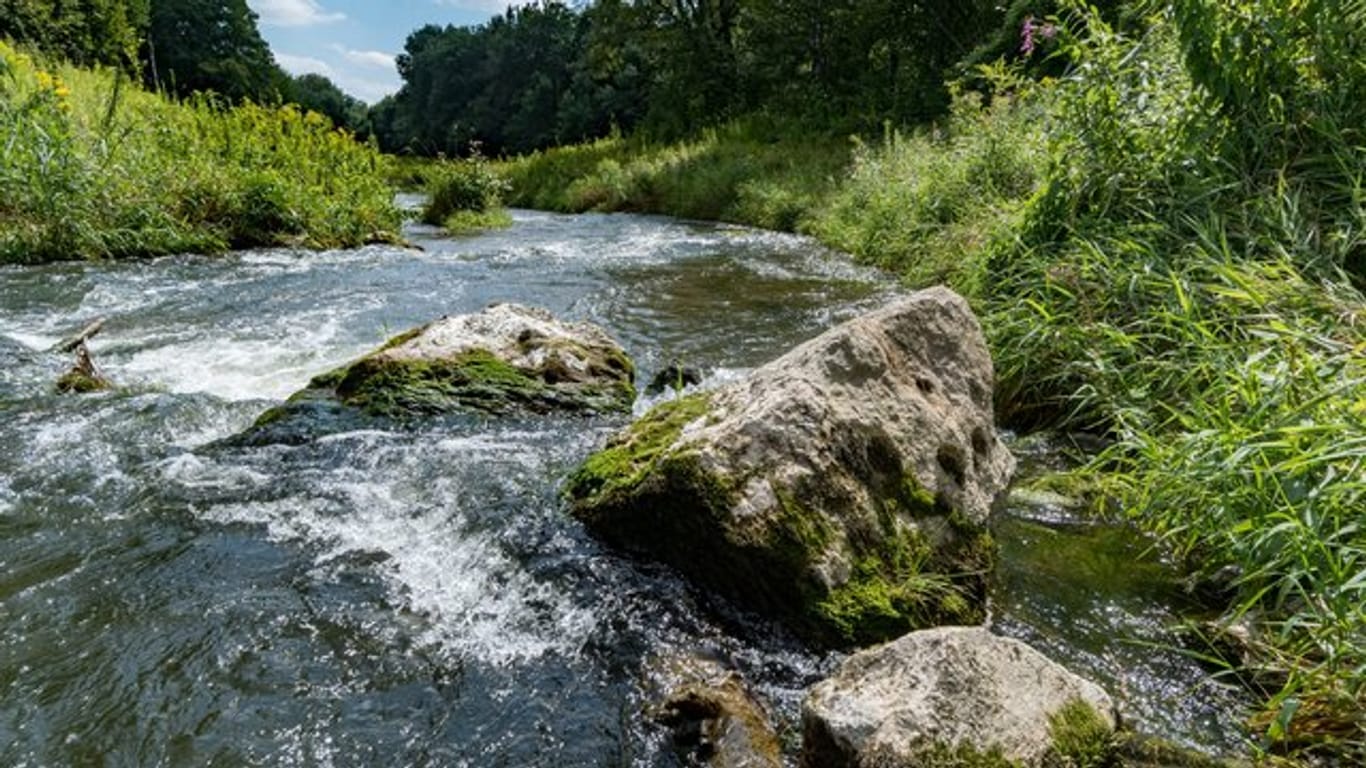 Die Donau-Auen: Obwohl sich die Wasserqualität sehr verbessert habe und etwa Biber und Lachse zurückgekehrt seien, gehörten Gewässer und Auen weiter zu den bedrohten Lebensräumen in Deutschland.
