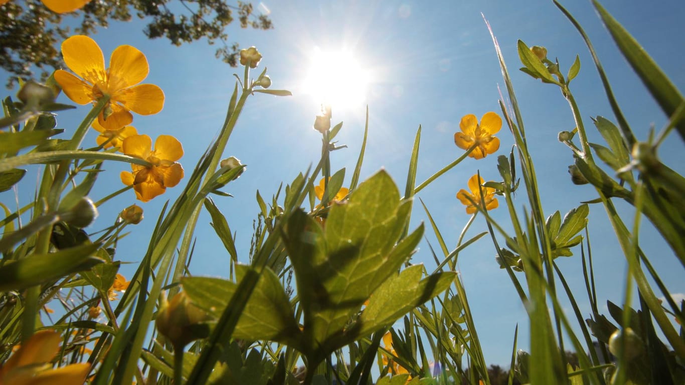 Eine Blumenwiese im hessischen Kriftel: "Die Vegetation wird explodieren", sagt Meteorologe Andreas Wagner.