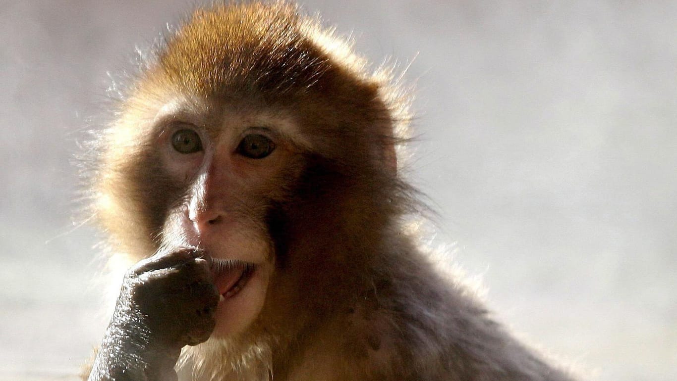 Ein Makake: In Indien hat ein Affe ein Baby verschleppt und vermutlich in einen Brunnen fallen lassen. (Archivbild)