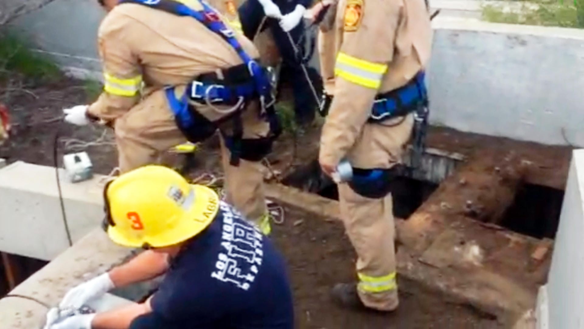 Schwierige Rettung: Mehr als 100 Helfer waren im Einsatz, um Jesse aus seiner Notlage zu befreien. Schwierige Rettung: Mehr als 100 Helfer waren im Einsatz, um Jesse aus seiner Notlage zu befreien.