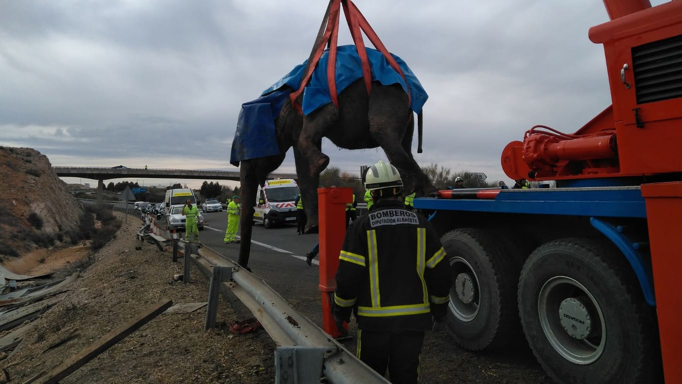 Verunglückter Elefanten-Transporter in Spanien: Eines der Tiere musste mit einem Kran aus einem Graben gehievt werden.