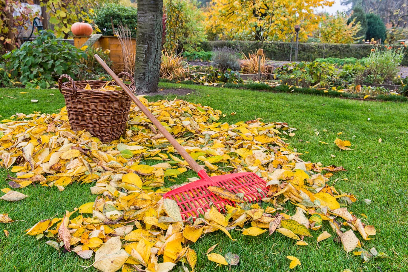 Laub auf Rasen: Der Baum des Nachbarn steht zu dicht am Gartenzaun, er beschattet einen großen Teil des Nachbargrundstücks und das Laub verstopft die Dachrinne. Wann Ihnen ein Ausgleich zusteht.