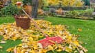 Laub auf Rasen: Der Baum des Nachbarn steht zu dicht am Gartenzaun, er beschattet einen großen Teil des Nachbargrundstücks und das Laub verstopft die Dachrinne. Wann Ihnen ein Ausgleich zusteht.