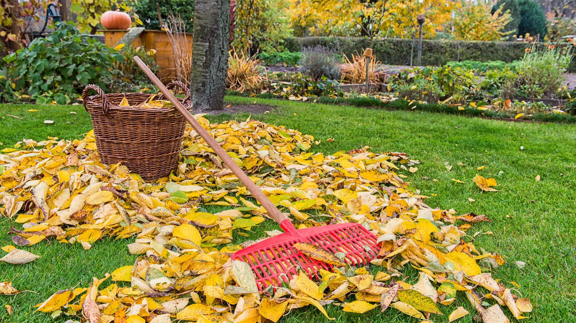 Laub auf Rasen: Der Baum des Nachbarn steht zu dicht am Gartenzaun, er beschattet einen großen Teil des Nachbargrundstücks und das Laub verstopft die Dachrinne. Wann Ihnen ein Ausgleich zusteht.