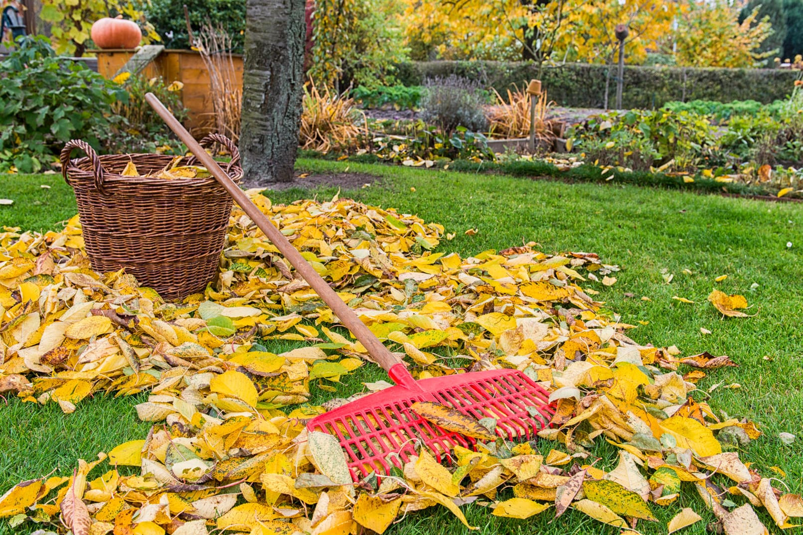 Laub auf Rasen: Der Baum des Nachbarn steht zu dicht am Gartenzaun, er beschattet einen großen Teil des Nachbargrundstücks und das Laub verstopft die Dachrinne. Wann Ihnen ein Ausgleich zusteht.