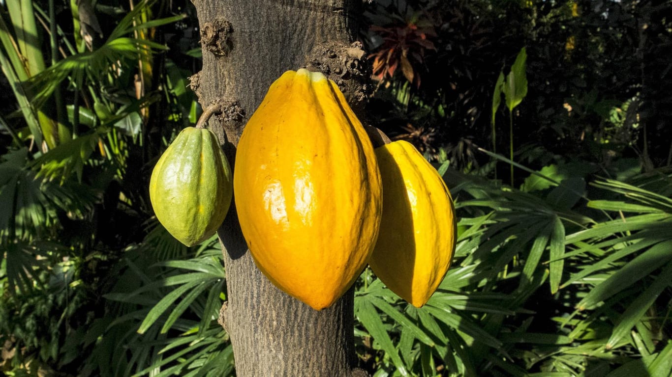 Kakaobaum: Die gelben Früchte enthalten zwischen 20 und 60 Samen, die als Kakaobohnen bezeichnet werden.