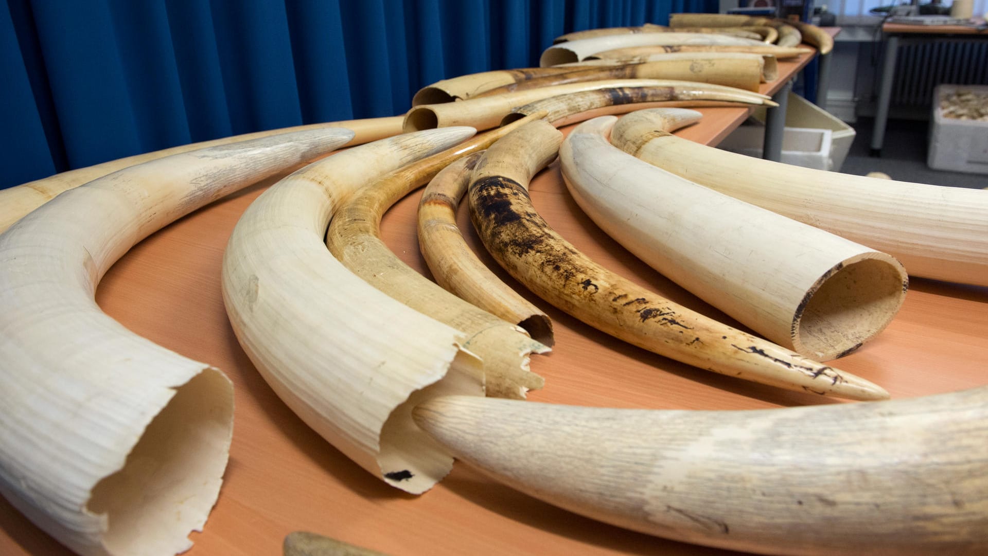 Elfenbein: Mit den Stoßzähnen von Elefaten wird weltweit gehandelt. Jedes Jahr sterben fast 20 000 Dickhäuter für das blutige Geschäft.