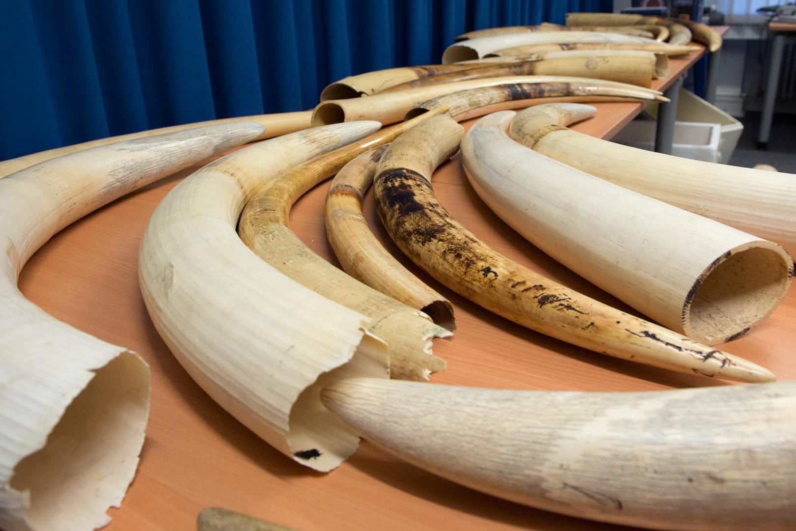 Elfenbein: Mit den Stoßzähnen von Elefaten wird weltweit gehandelt. Jedes Jahr sterben fast 20 000 Dickhäuter für das blutige Geschäft.
