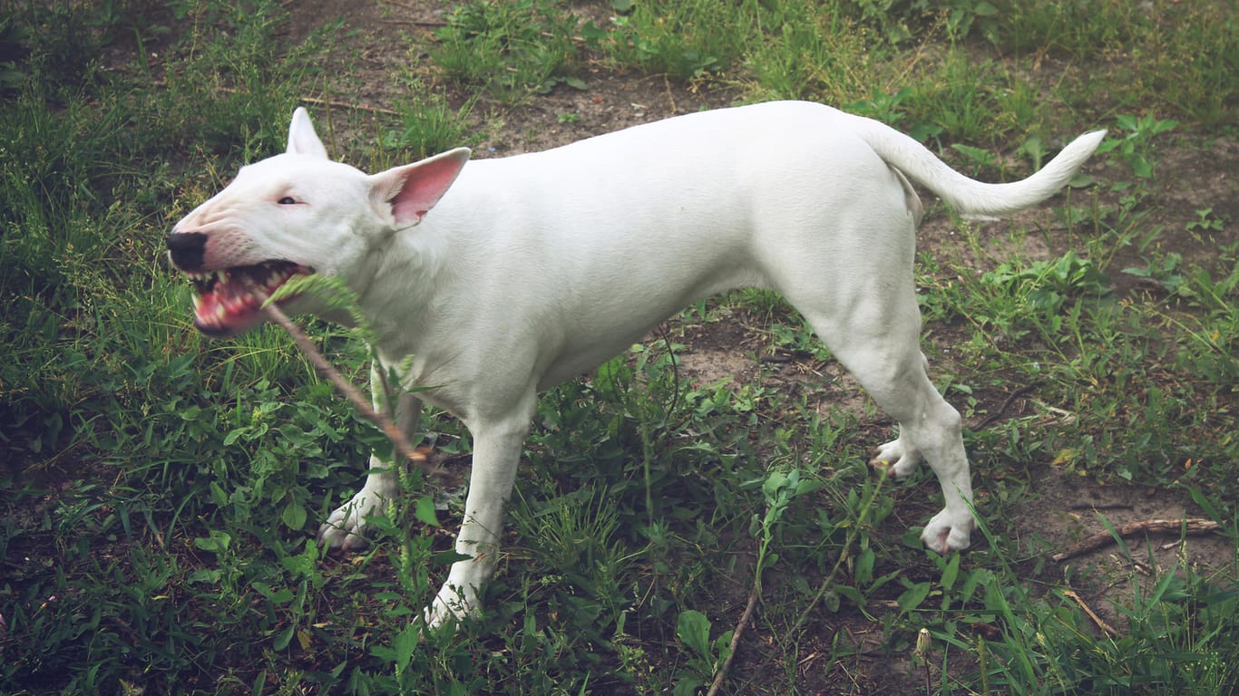 Bullterrier: Hunderassen wie der Bullterrier werden als Listenhunde geführt und gelten als gefährlich.