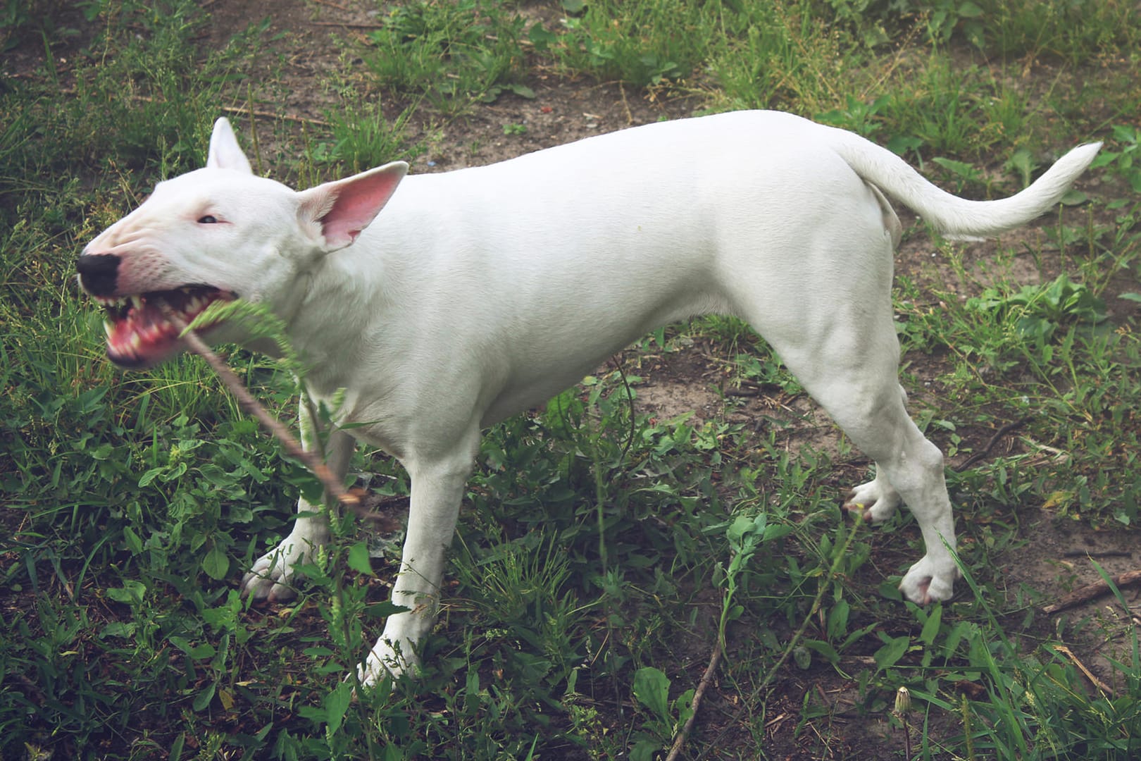 Bullterrier: Hunderassen wie der Bullterrier werden als Listenhunde geführt und gelten als gefährlich.