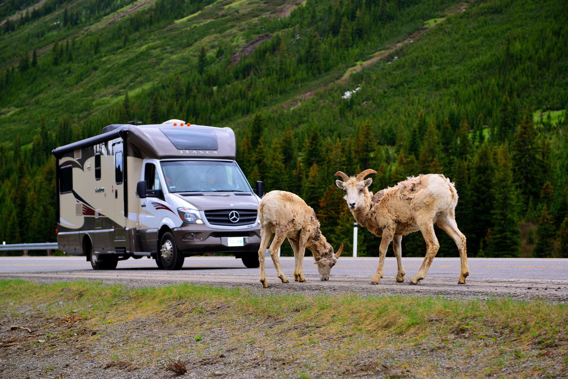 In British Columbia in Kanada begegnen Caravanreisenden schon mal wilde Tiere.