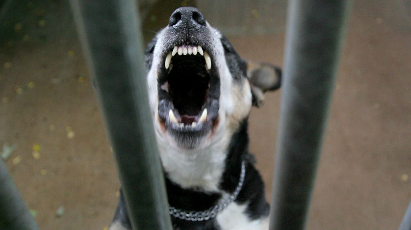 Ein Staffordshire-Terrier-Mischling in einem Tierheim. Ein solcher Hund soll in Hannover eine Frau und ihren Sohn getötet haben.