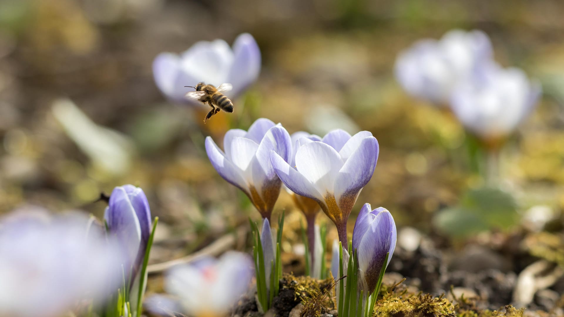 Eine Biene bestäubt einen Krokus Eine Biene bestäubt einen Krokus