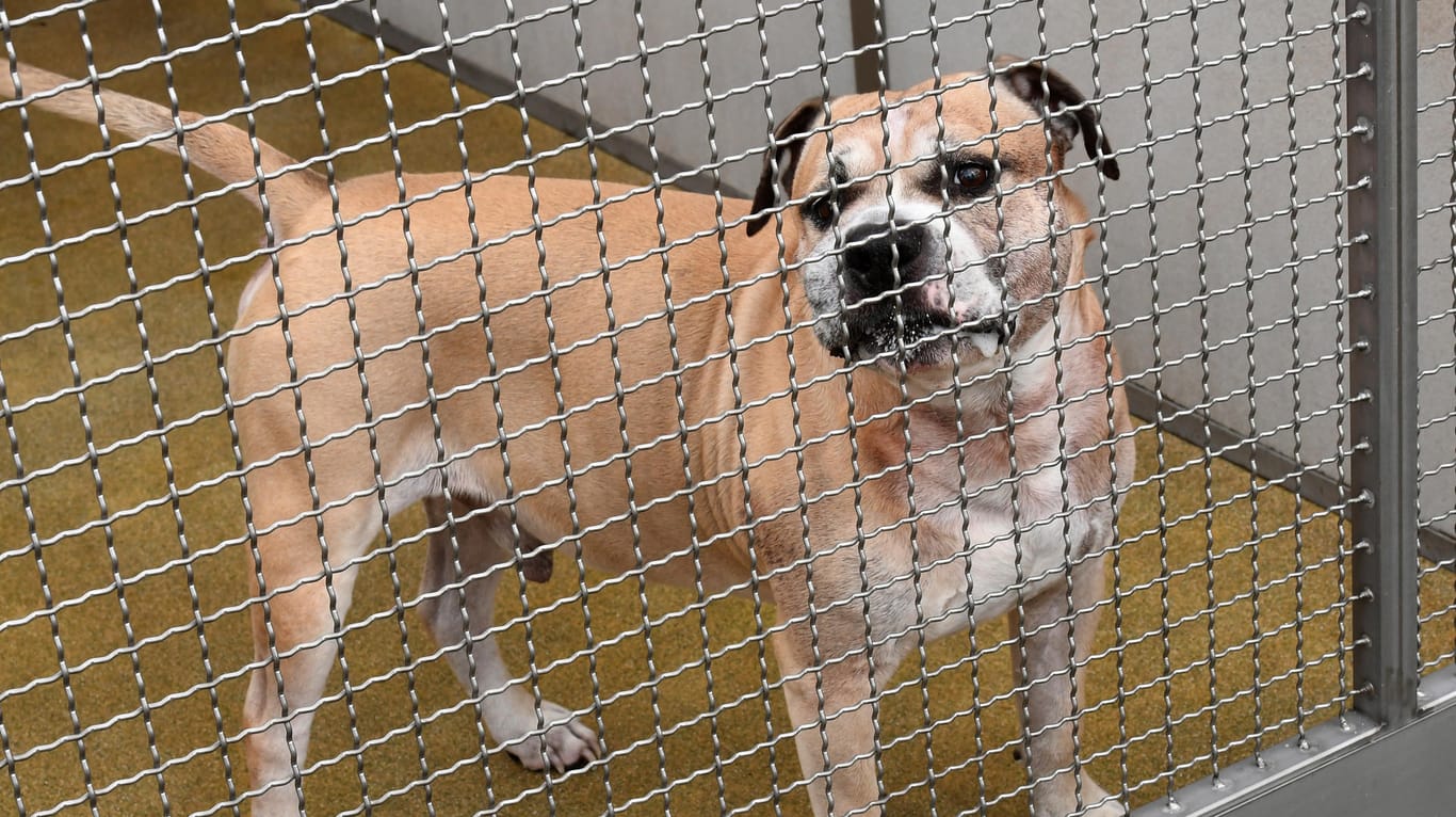 Staffordshire-Terrier-Mischling Chico: Der Hund soll seine 27 und 52 Jahre alten Besitzer in ihrer Wohnung in Hannover getötet haben.