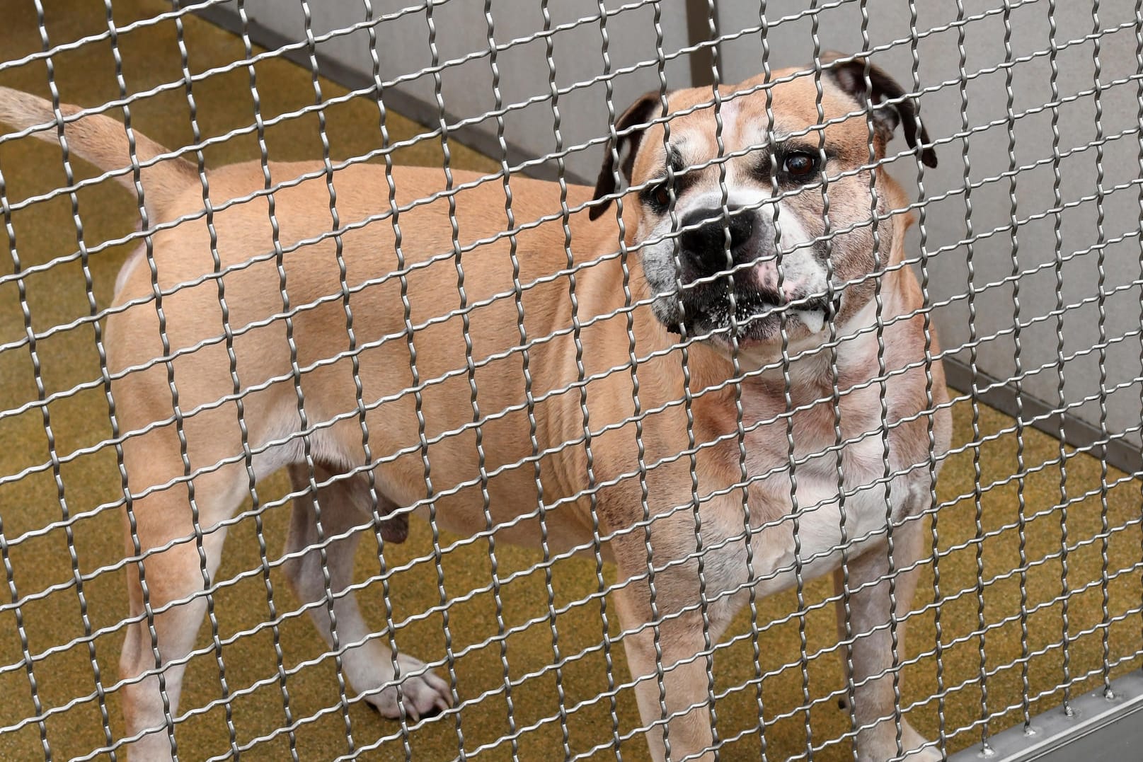 Staffordshire-Terrier-Mischling Chico: Der Hund soll seine 27 und 52 Jahre alten Besitzer in ihrer Wohnung in Hannover getötet haben.