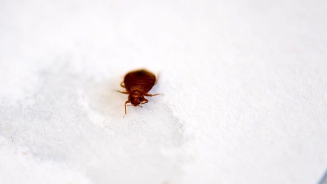 Nachdem ihre Kinder über Monate von Bettwanzen gebissen wurden, hat eine Familie in den USA eine Millionenentschädigung zugesprochen bekommen.