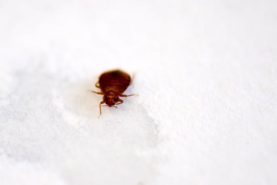 Nachdem ihre Kinder über Monate von Bettwanzen gebissen wurden, hat eine Familie in den USA eine Millionenentschädigung zugesprochen bekommen.
