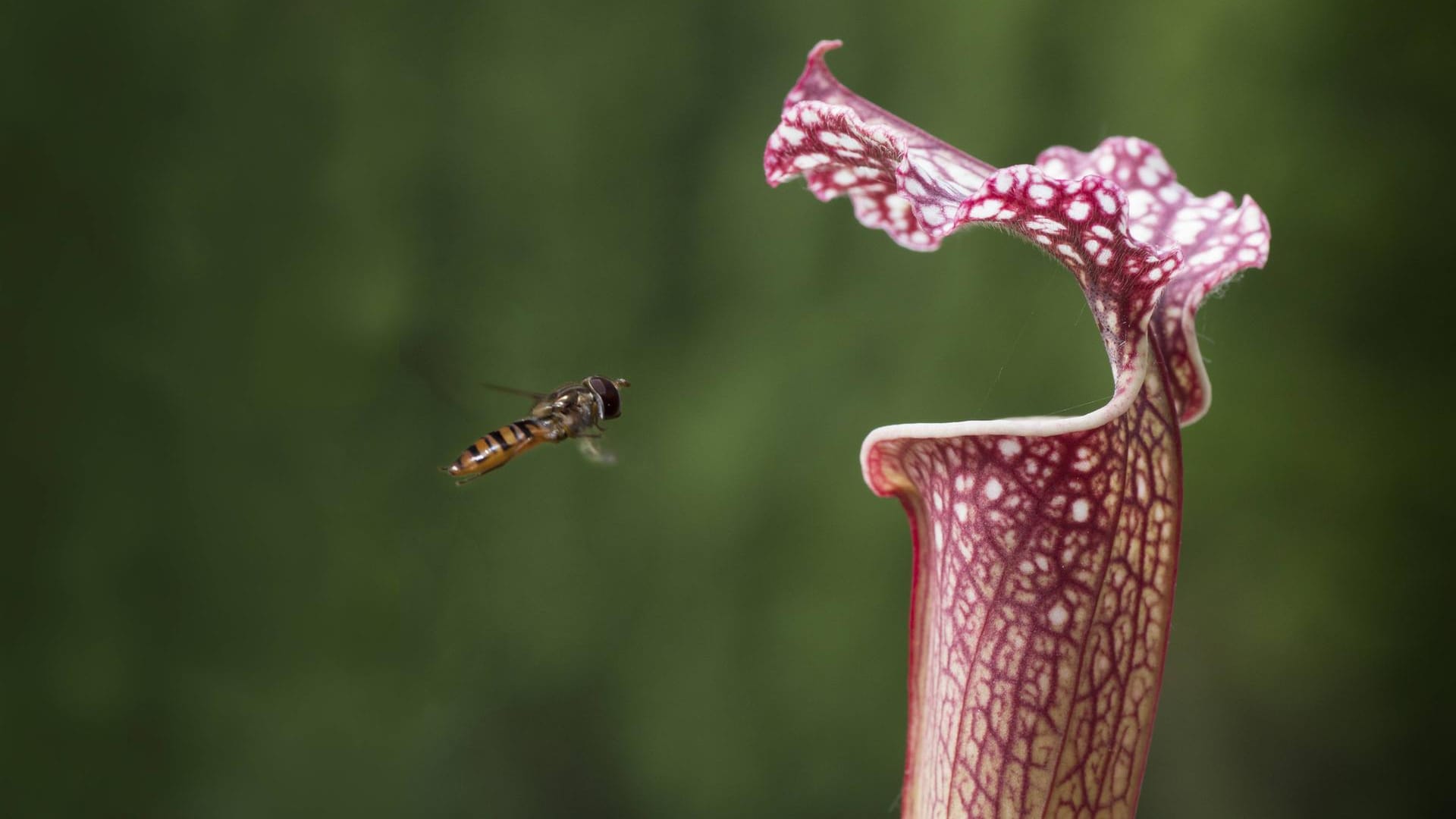 Schlauchpflanze: Sie locken mit betörenden Farben und süßem Nektar Insekten wie Schwebfliegen an.