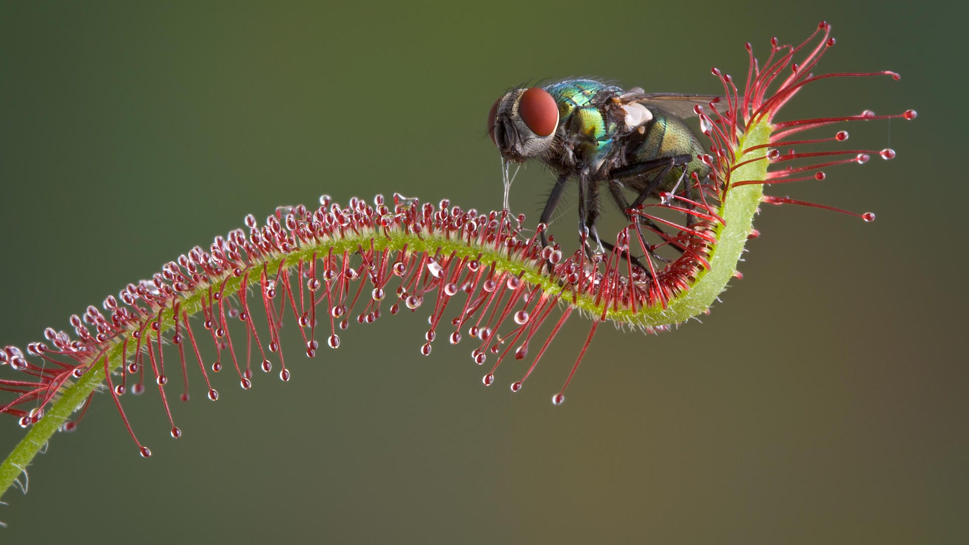 Sonnentau fängt Fliege: Tiere bleiben am Sonnentau kleben und werden dann ins Blatt eingerollt.