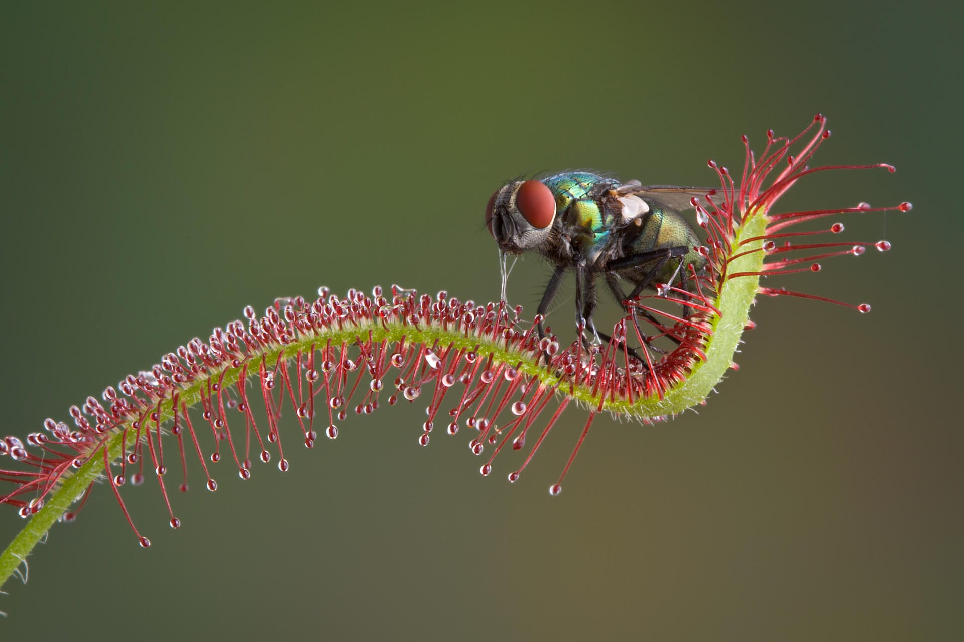 Sonnentau fängt Fliege: Tiere bleiben am Sonnentau kleben und werden dann ins Blatt eingerollt.