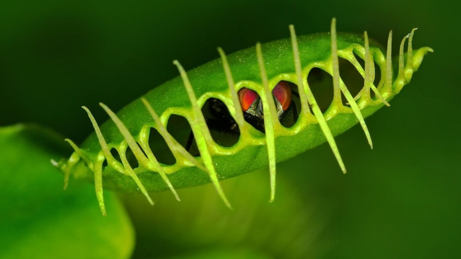 Venusfliegenfalle: Sie fängt Insekten mit ihren Fangblättern, die eine Lockflüssigkeit absondern.