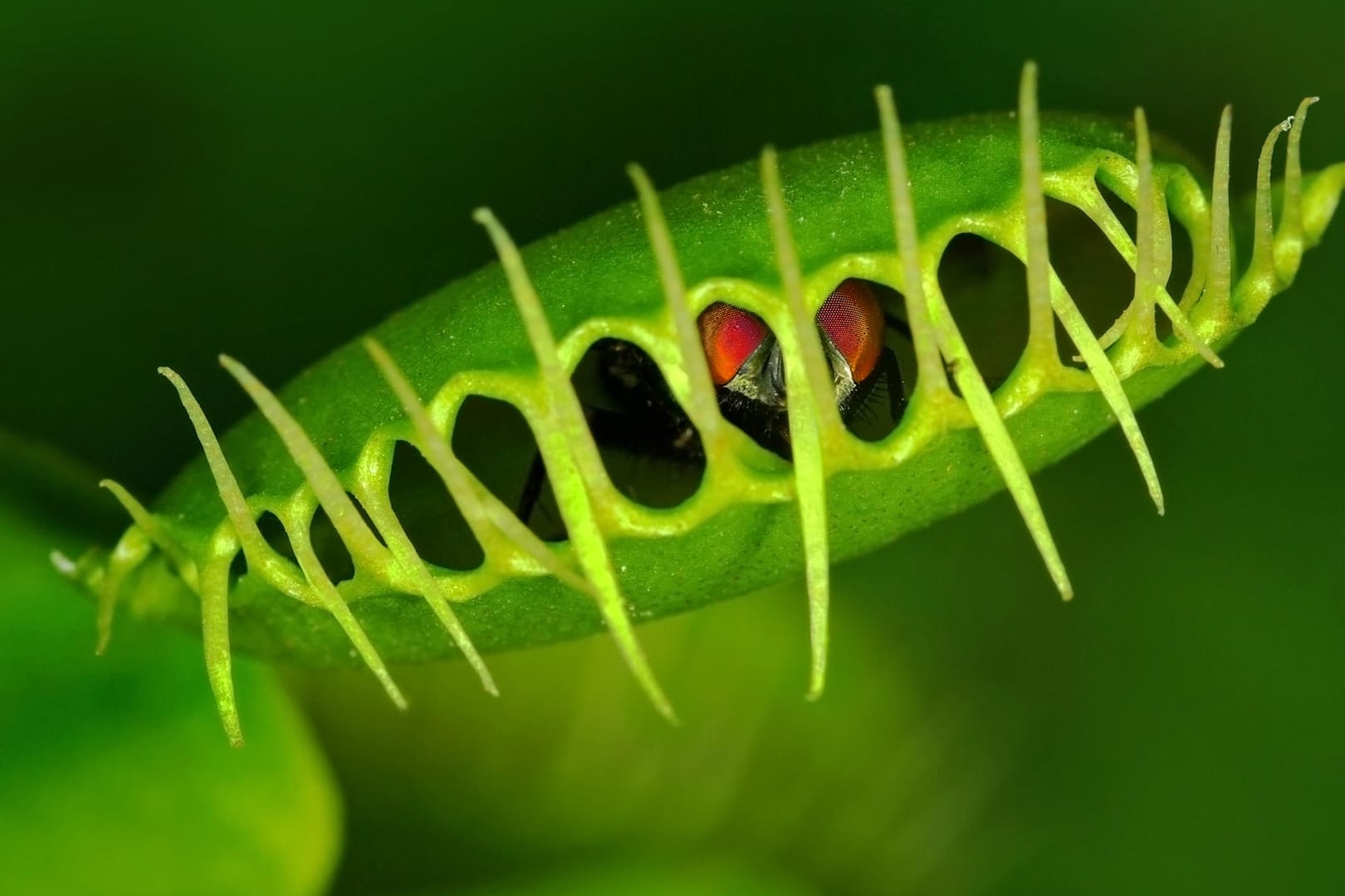 Venusfliegenfalle: Sie fängt Insekten mit ihren Fangblättern, die eine Lockflüssigkeit absondern.