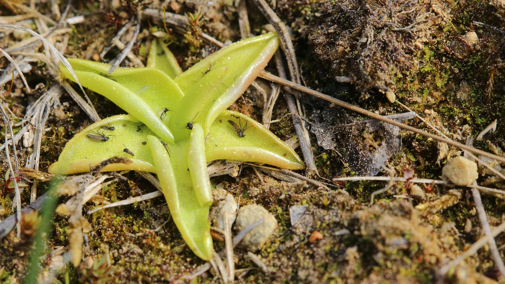 Fettkraut: An dem klebrigen Sekret auf den Fettkrautblättern bleiben kleine Insekten kleben.