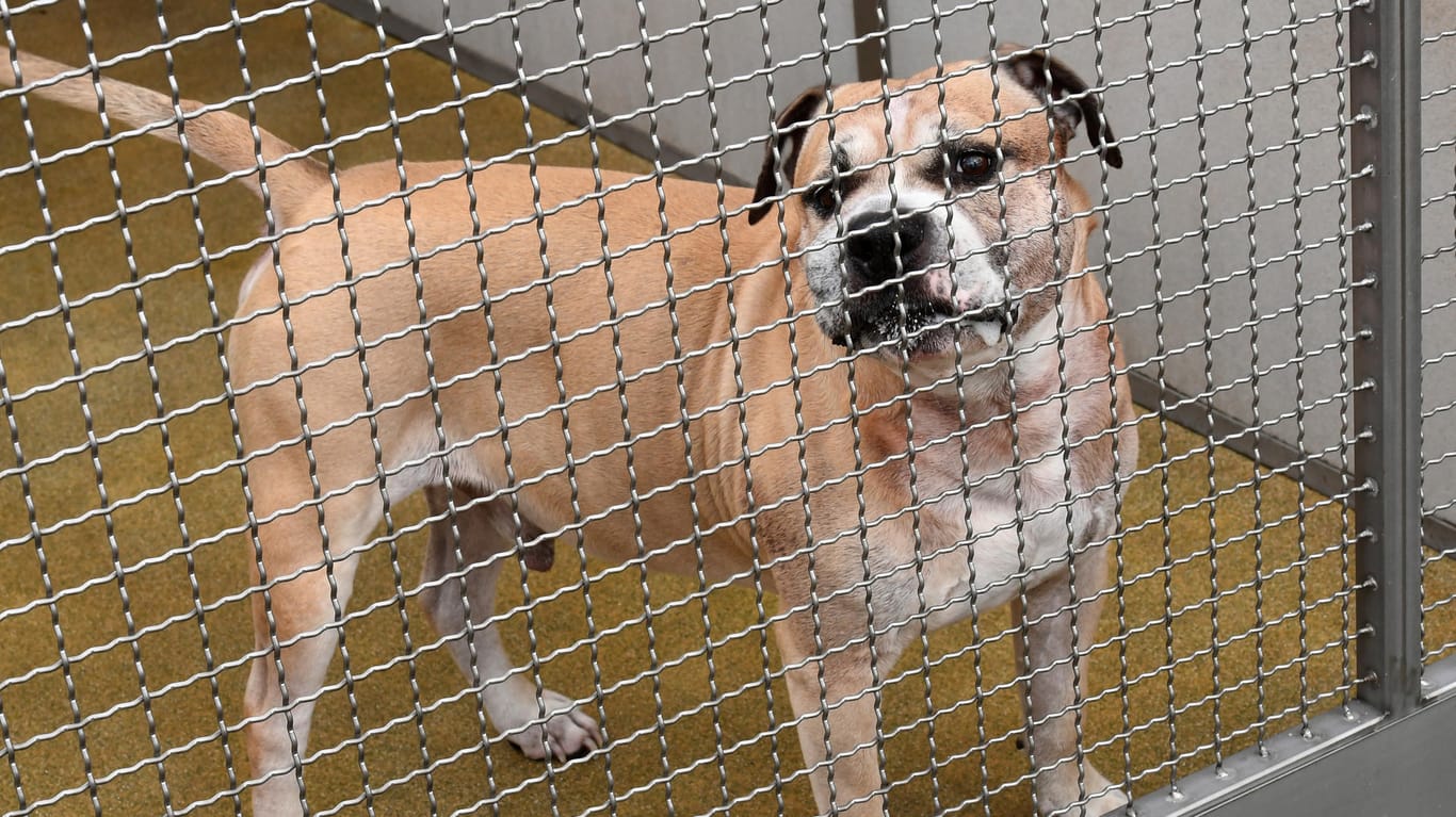 Der Staffordshire-Terrier-Mischling "Chico" in einem Gehege: Der Hund wurde nach dem Angriff ins Tierheim Hannover gebracht.