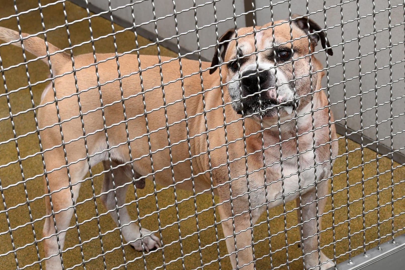 Der Staffordshire-Terrier-Mischling "Chico" in einem Gehege: Der Hund wurde nach dem Angriff ins Tierheim Hannover gebracht.