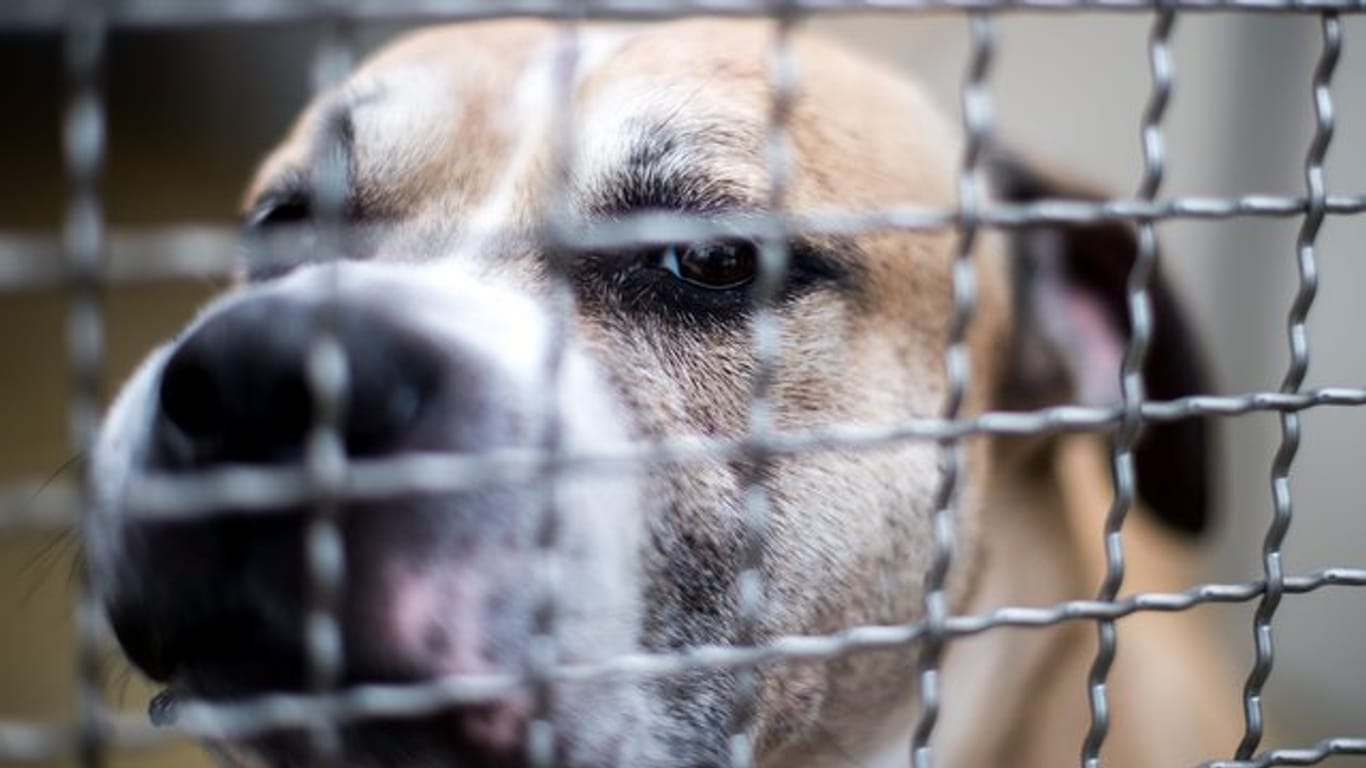 Der Staffordshire-Terrier-Mischling Chico steht in einem Gehege im Tierheim Hannover.